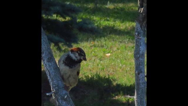 2020 Мгновения 2 Птицы смотреть онлайн