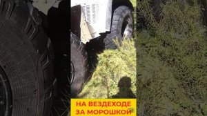 Час сбора морошки засчитывают как пол часа пребывания в АДУ