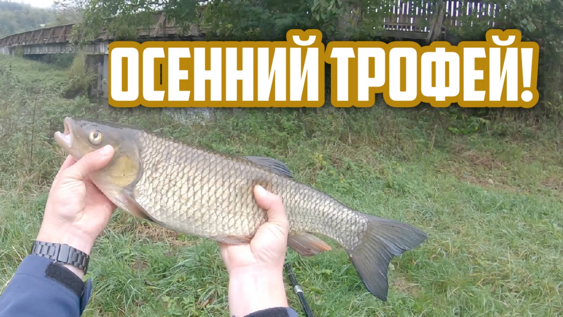 Как и где поймать Голавля и на что? Ловля Голавля осенью на спиннинг! смотреть онлайн