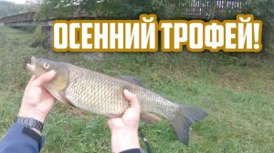 Как и где поймать Голавля и на что? Ловля Голавля осенью на спиннинг!
