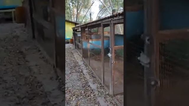 Закрытие Парка Ручных Животных смотреть онлайн