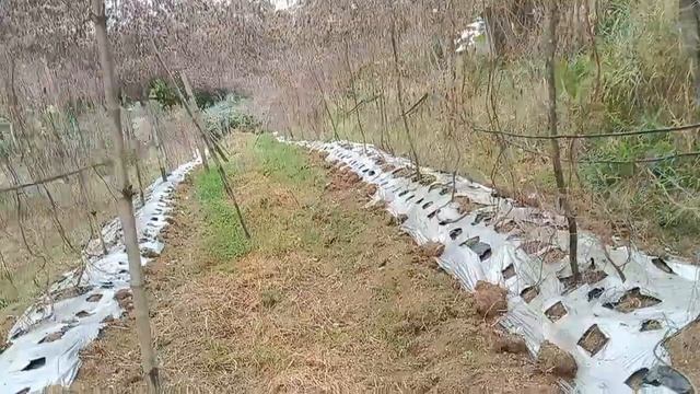 KAILAN PWEDE NA MAGPAKAIN NG SILING ATSAL? FIRST FERTILIZATION OF BELL PEPPER || ABONO MIXING & MOR смотреть онлайн