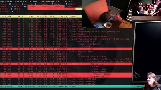 some linux on some 486 with a great cat on a questionable holiday // 2021-11-25 смотреть онлайн