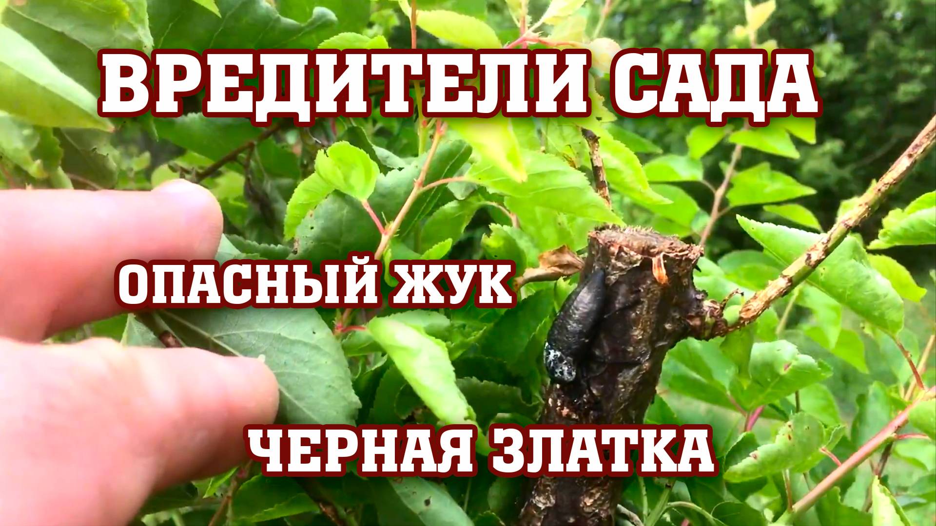 От ЭТОГО могут погибнуть Ваши деревья ⧸ Вредители сада смотреть онлайн