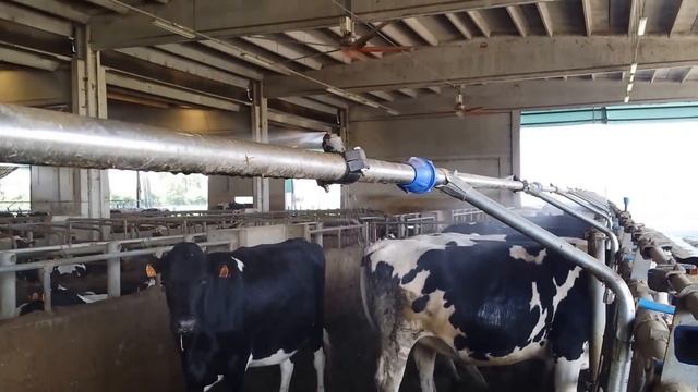 Come produrre tanto latte. Esempio di una stalla in Emilia Romagna смотреть онлайн