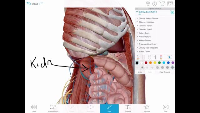 Visible Body: Human Anatomy Atlas - Review смотреть онлайн
