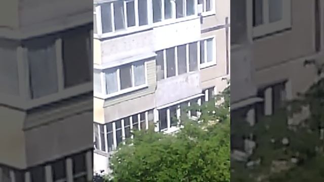 кот жопу показал смотреть онлайн