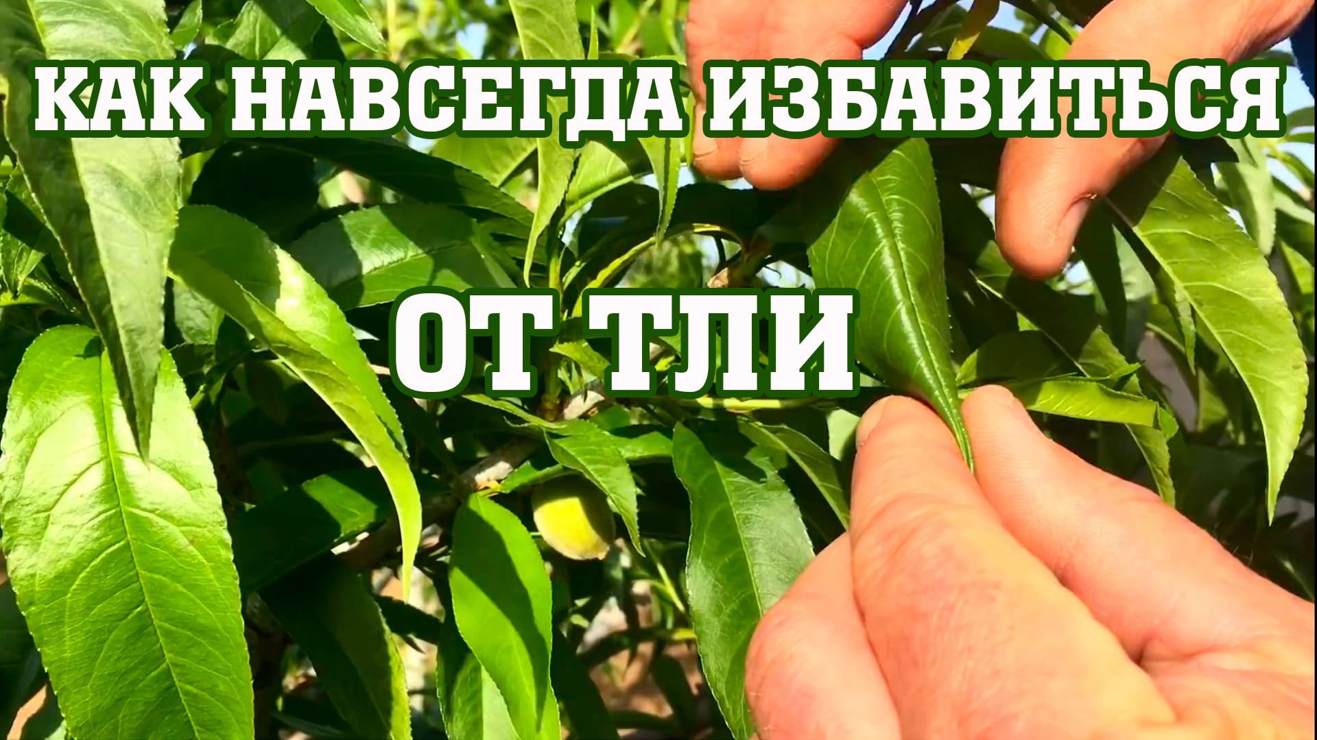 Как НАВСЕГДА избавиться от ТЛИ ! смотреть онлайн