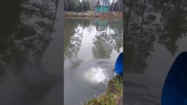 запуск форели смотреть онлайн