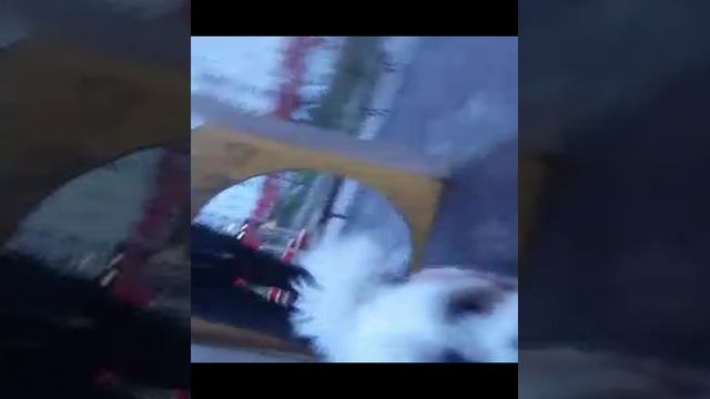 Хо́мяк томяк