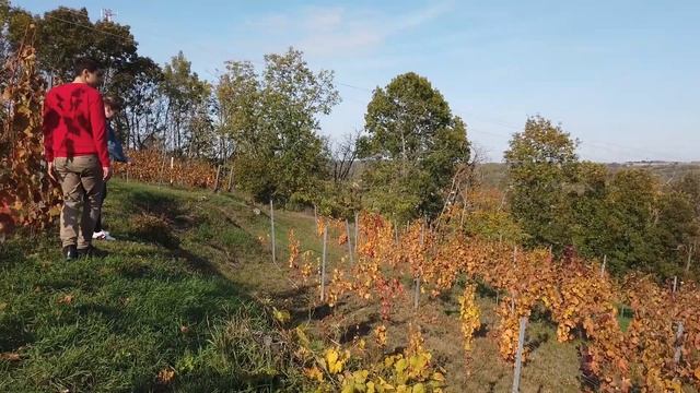 Grál Pince - bemutatkozó / powered by WineGroup смотреть онлайн