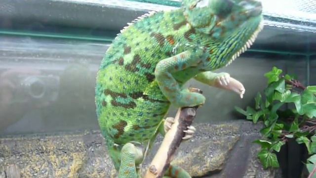 Хамелеон меняет цвет смотреть онлайн