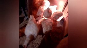 Пропойка Бройлеров от 0 до 14 дня.