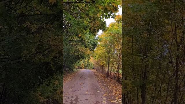 Бутовский лес. Золотая осень. Октябрь 2024г (Часть 3) #shorts.mp4 смотреть онлайн