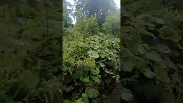 Bieszczady - Bieszczadzka Kolejka Leśna Kierunek Balnica смотреть онлайн