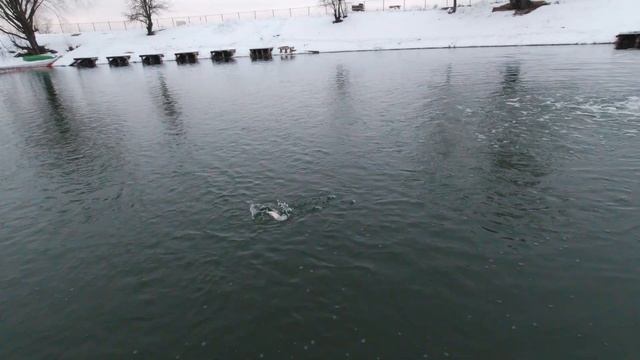 Фороель в мороз нахлыстом. На платник с евронимфингом. смотреть онлайн