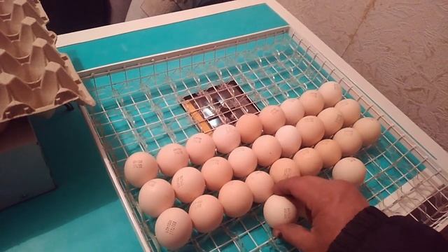 Мой инкубатор на 400 закладка бройлера. смотреть онлайн