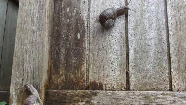 Snail Invasion - Stop Motion movie made with Linux смотреть онлайн