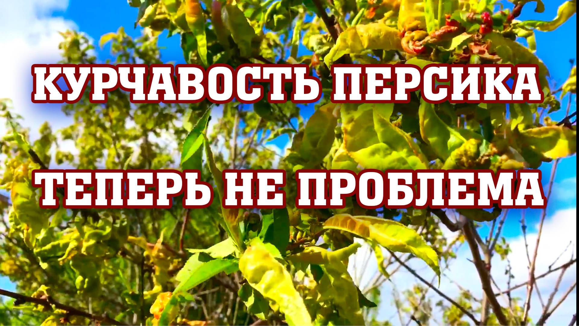 Как победить курчавость персика !!!