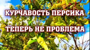 Как победить курчавость персика !!!
