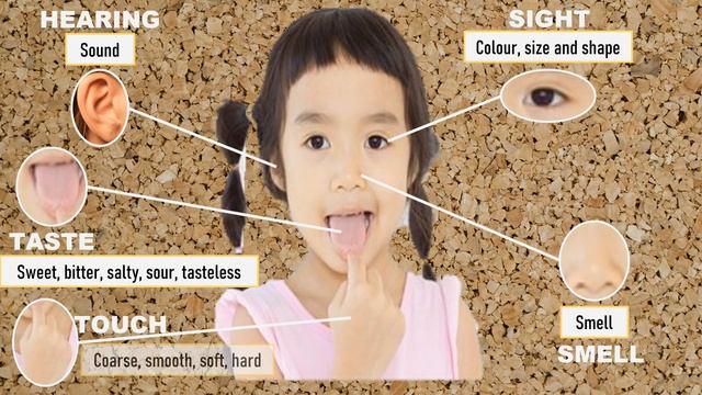 Science Year 1 Unit 4 Human Sense смотреть онлайн