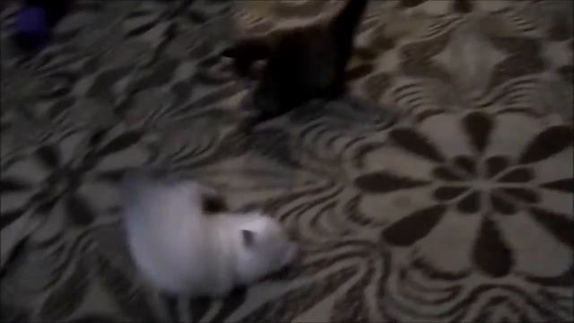 Котёнок ушёл красиво смотреть онлайн