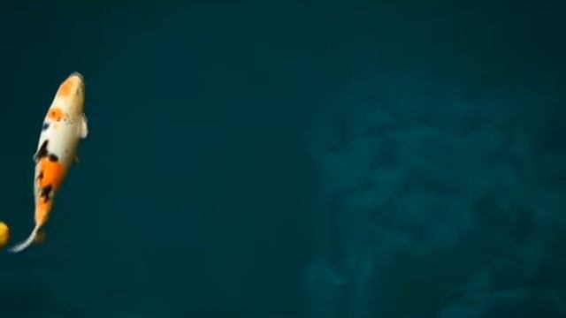 EHEIM pond смотреть онлайн