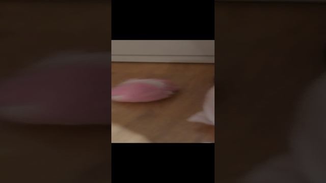 VID_20241011_204428.mp4