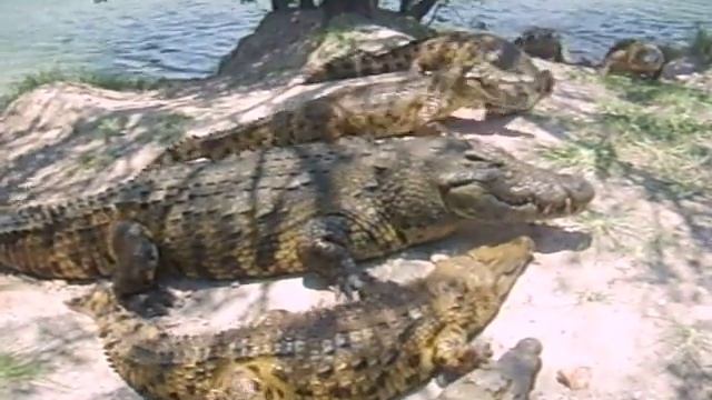 Krokodil смотреть онлайн