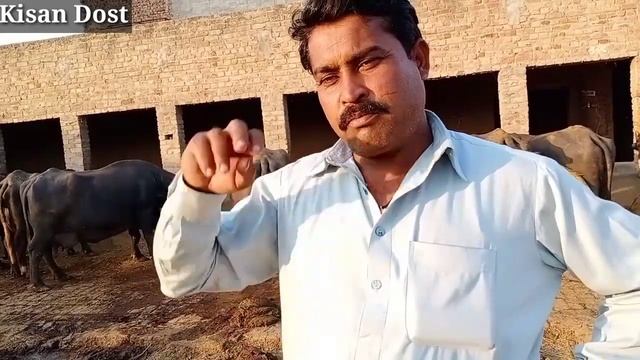 Khalid Dairy Farm|| Buffalo Farming in Pakistan || Buffalo farming in India || Dairy Farming смотреть онлайн