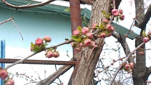 DSCN3022  ПАСХАЛЬНАЯ РОЗА