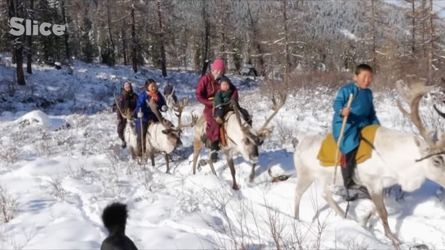 The Reindeer People of Northern Mongolia | SLICE | FULL DOCUMENTARY смотреть онлайн
