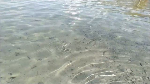 Зарыбление водоёма мальком судака смотреть онлайн