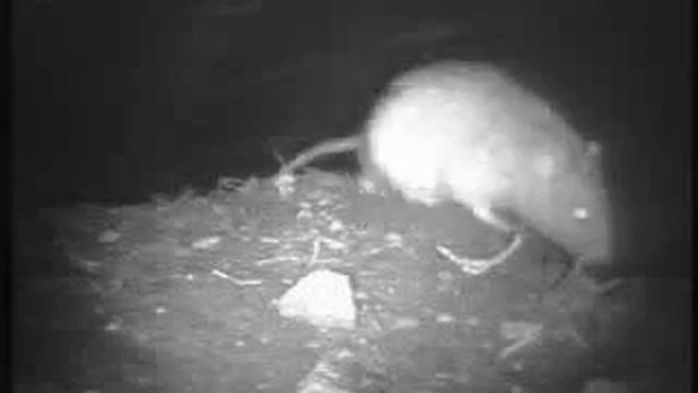 Brown rat captured with Zoneminder смотреть онлайн