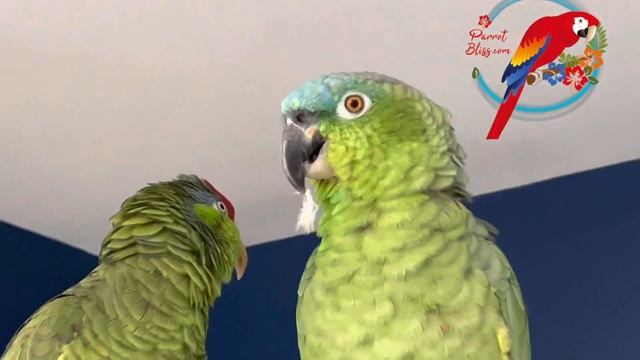 A #Parrot Item I Won’t Get Again! #parrot_bliss #amazonparrot смотреть онлайн