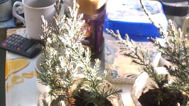 DSCN2751 МОЙ МОЖЖЕВЕЛЬНИК