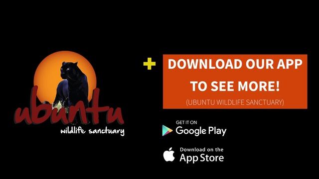 Ubuntu Live Streaming App смотреть онлайн