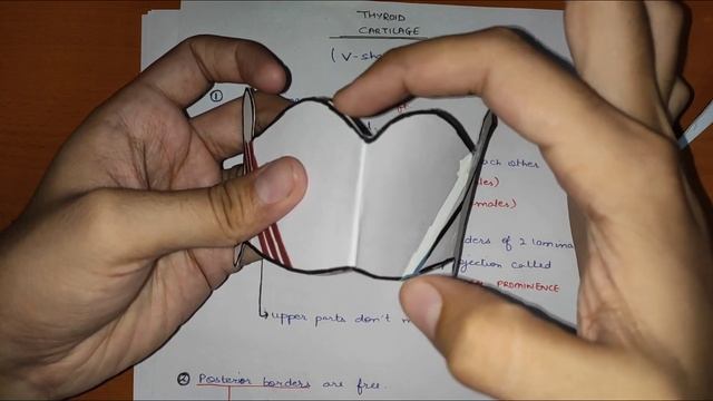 Larynx Anatomy - 1 | Cartilages of Larynx смотреть онлайн