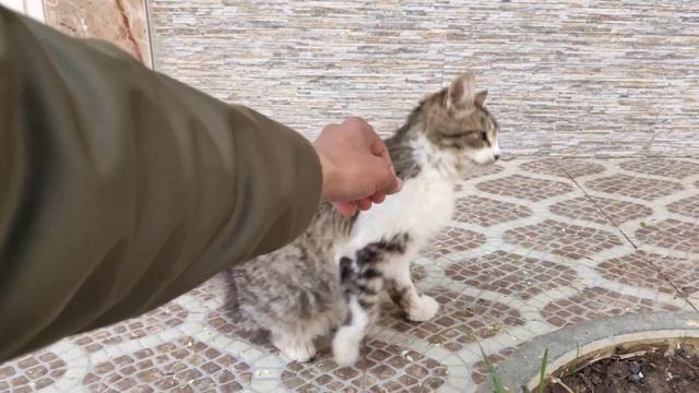 This Stray Cat Is Irresistibly Cute And Sweet. смотреть онлайн