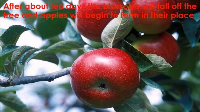 Life Cycle of an Apple смотреть онлайн