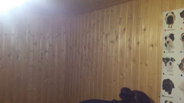 Кот - Телефон смотреть онлайн