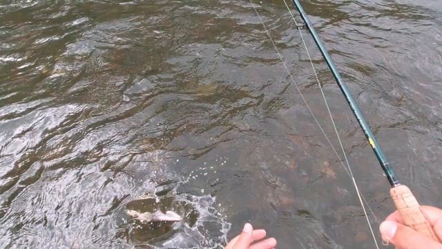 Fly Fishing ru - Красноярск 2023. смотреть онлайн