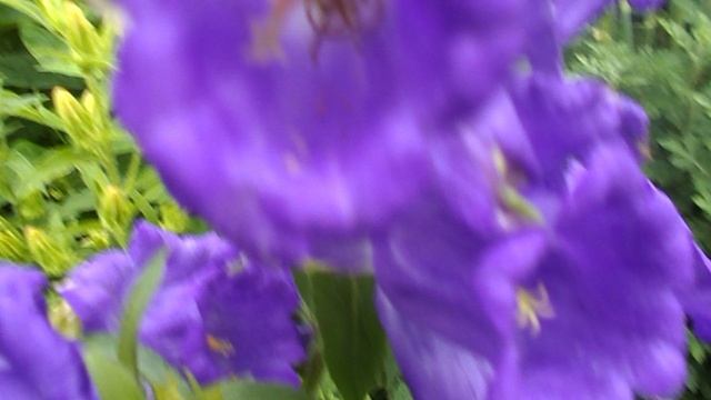 DSCN0613Мои цветы