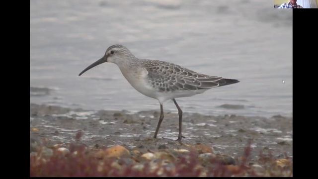 Patch birding смотреть онлайн