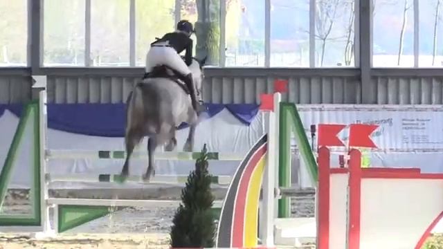 Chimoya ( Cento x Lancado) 6yo Mare смотреть онлайн