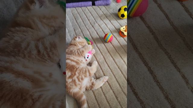 Лунный медвежонок и хитренький лисёнок)) смотреть онлайн