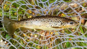 Ловля дикой форели и хариуса на лесных реках Ленинградской области