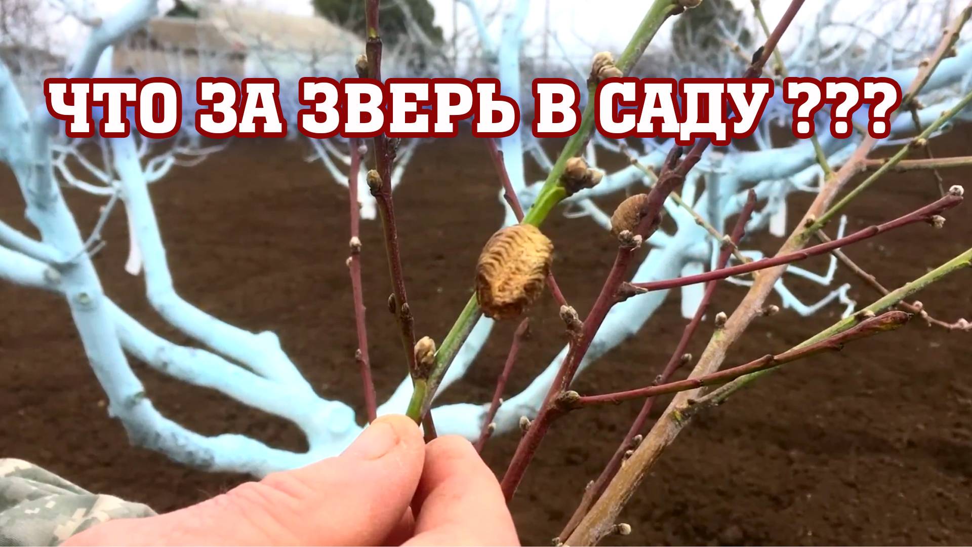 Что за ЗВЕРЬ поселился в САДУ ？？？ смотреть онлайн