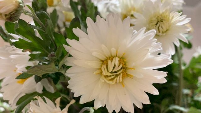 920.🎼. Георгий Виноградов - «Отцвели уж давно хризантемы» смотреть онлайн