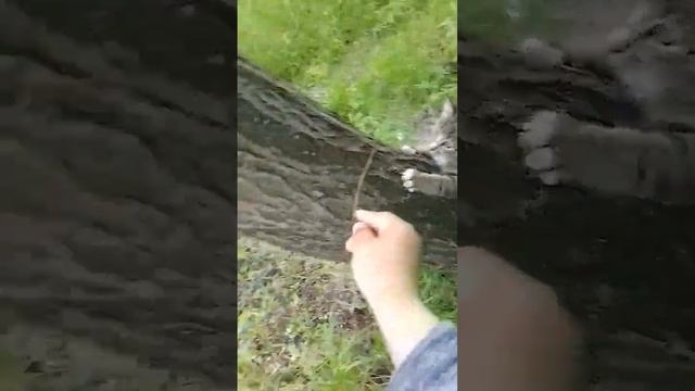 залез кот по деревьям смотреть онлайн